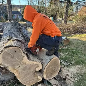 Bild von Buzz Tree Specialist