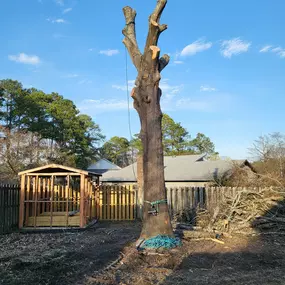 Bild von Carolina Tree Experts