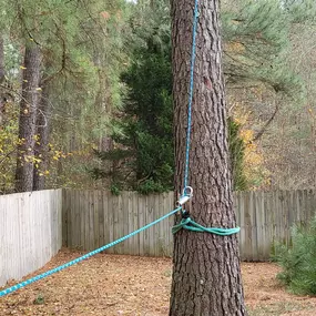 Bild von Carolina Tree Experts