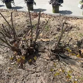 Bild von Carolina Tree Experts