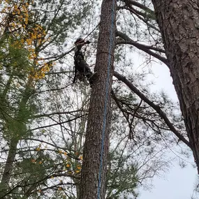 Bild von Carolina Tree Experts