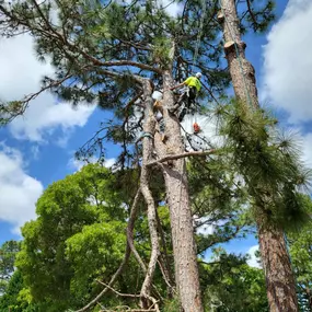 Bild von Carolina Tree Experts