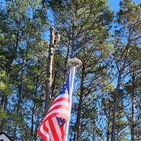 Bild von Carolina Tree Experts