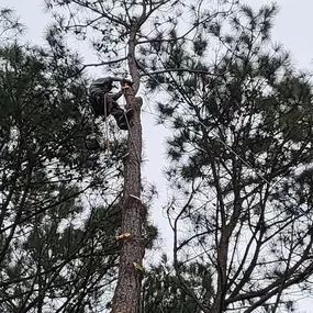 Bild von Carolina Tree Experts