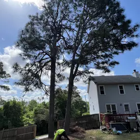 Bild von Carolina Tree Experts