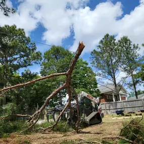 Bild von Carolina Tree Experts