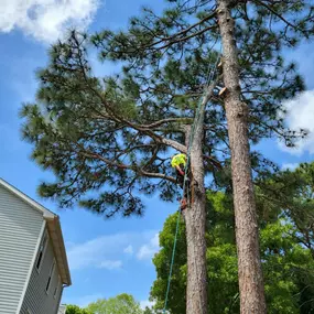 Bild von Carolina Tree Experts