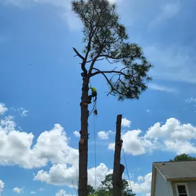 Bild von Carolina Tree Experts