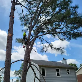 Bild von Carolina Tree Experts