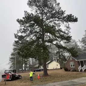 Bild von Carolina Tree Experts