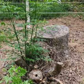 Bild von Arch Stump Grinding