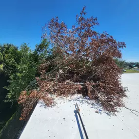 Bild von Oakleaf Tree Services