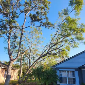 Bild von Oakleaf Tree Services