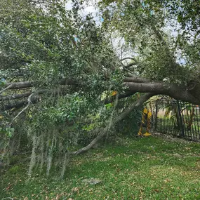 Bild von Oakleaf Tree Services
