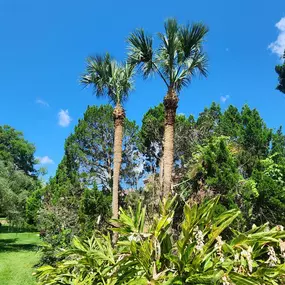 Bild von Oakleaf Tree Services