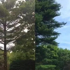 Bild von College Tree Removal, LLC