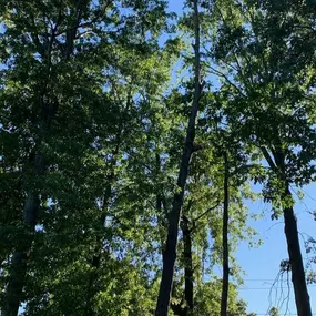 Bild von College Tree Removal, LLC