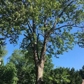 Bild von College Tree Removal, LLC