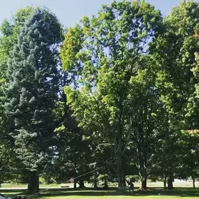 Bild von College Tree Removal, LLC