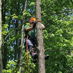 Bild von College Tree Removal, LLC