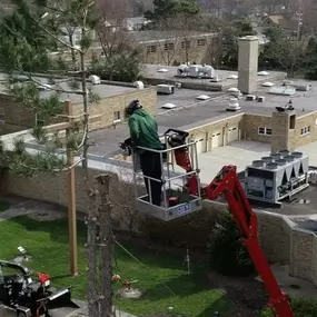 Bild von College Tree Removal, LLC