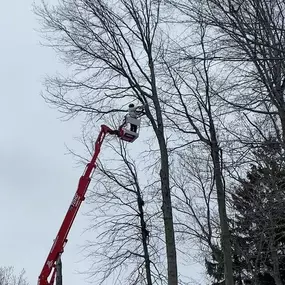 Bild von College Tree Removal, LLC