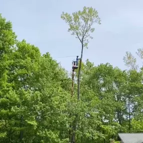 Bild von College Tree Removal, LLC