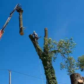 Bild von A Top Tree Service