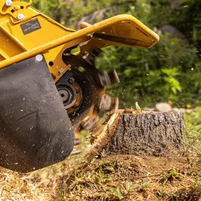 Bild von A Top Tree Service