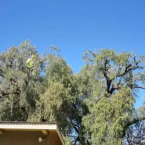 Bild von Proven Quality Tree Service