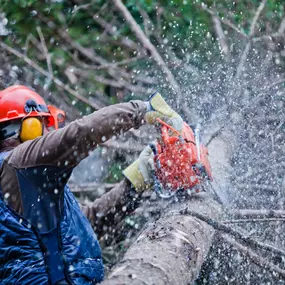 Bild von Proven Quality Tree Service