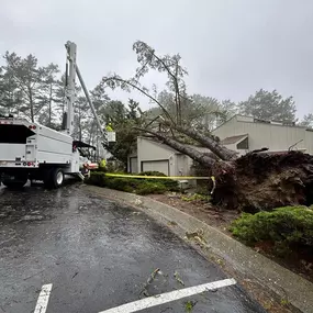 Bild von Proven Quality Tree Service
