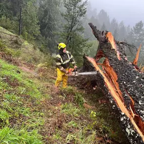 Bild von Proven Quality Tree Service