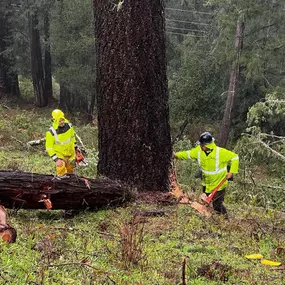 Bild von Proven Quality Tree Service