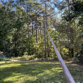 Bild von Dixon Trees