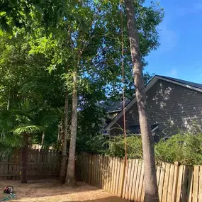 Bild von Dixon Trees