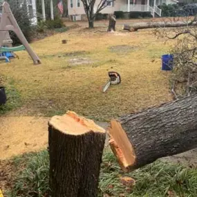 Bild von Dixon Trees