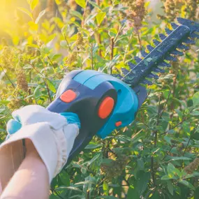 Bild von Papa Bear Tree Care