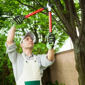 Bild von Papa Bear Tree Care