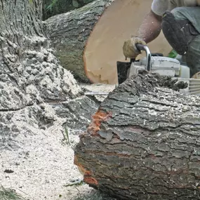 Bild von Papa Bear Tree Care