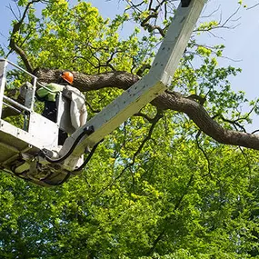 Bild von Twin Oaks Tree Service, LLC