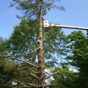 Bild von Twin Oaks Tree Service, LLC