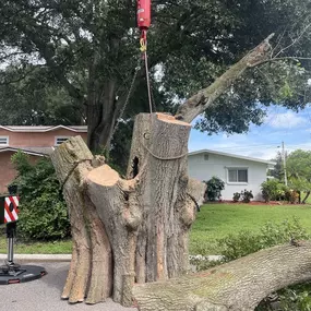 Bild von Jerry Riggers Crane and Tree