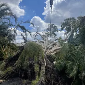 Bild von Jerry Riggers Crane and Tree