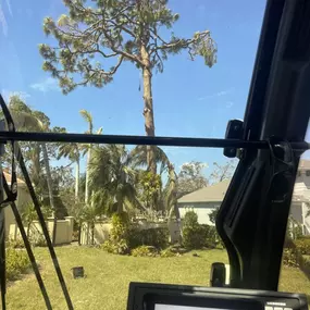 Bild von Jerry Riggers Crane and Tree