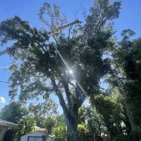 Bild von Jerry Riggers Crane and Tree