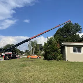 Bild von Jerry Riggers Crane and Tree
