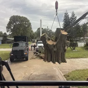 Bild von Jerry Riggers Crane and Tree