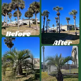 Bild von Tree Care Express and Services