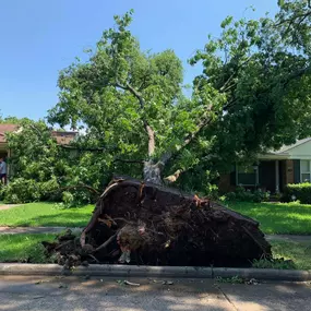Bild von Tree Care Express and Services
